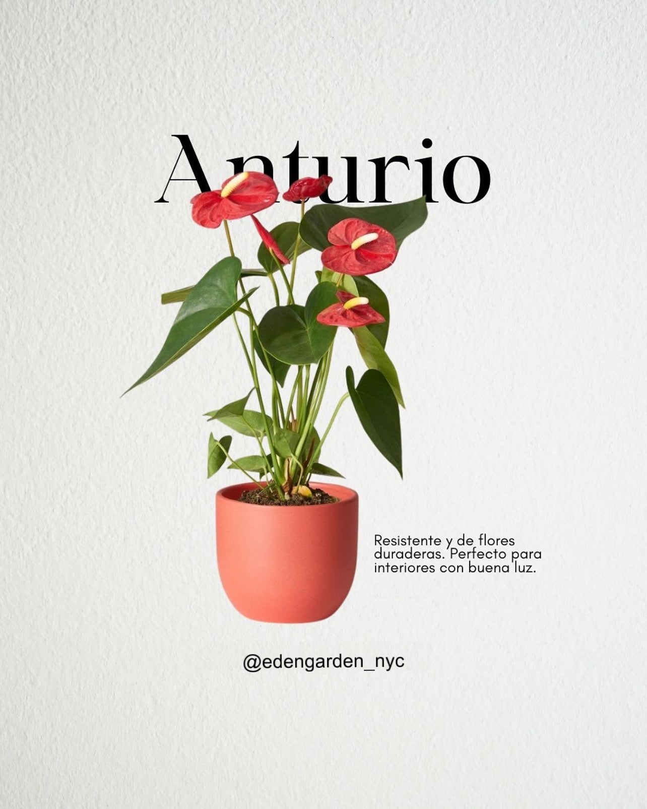 Anturio
