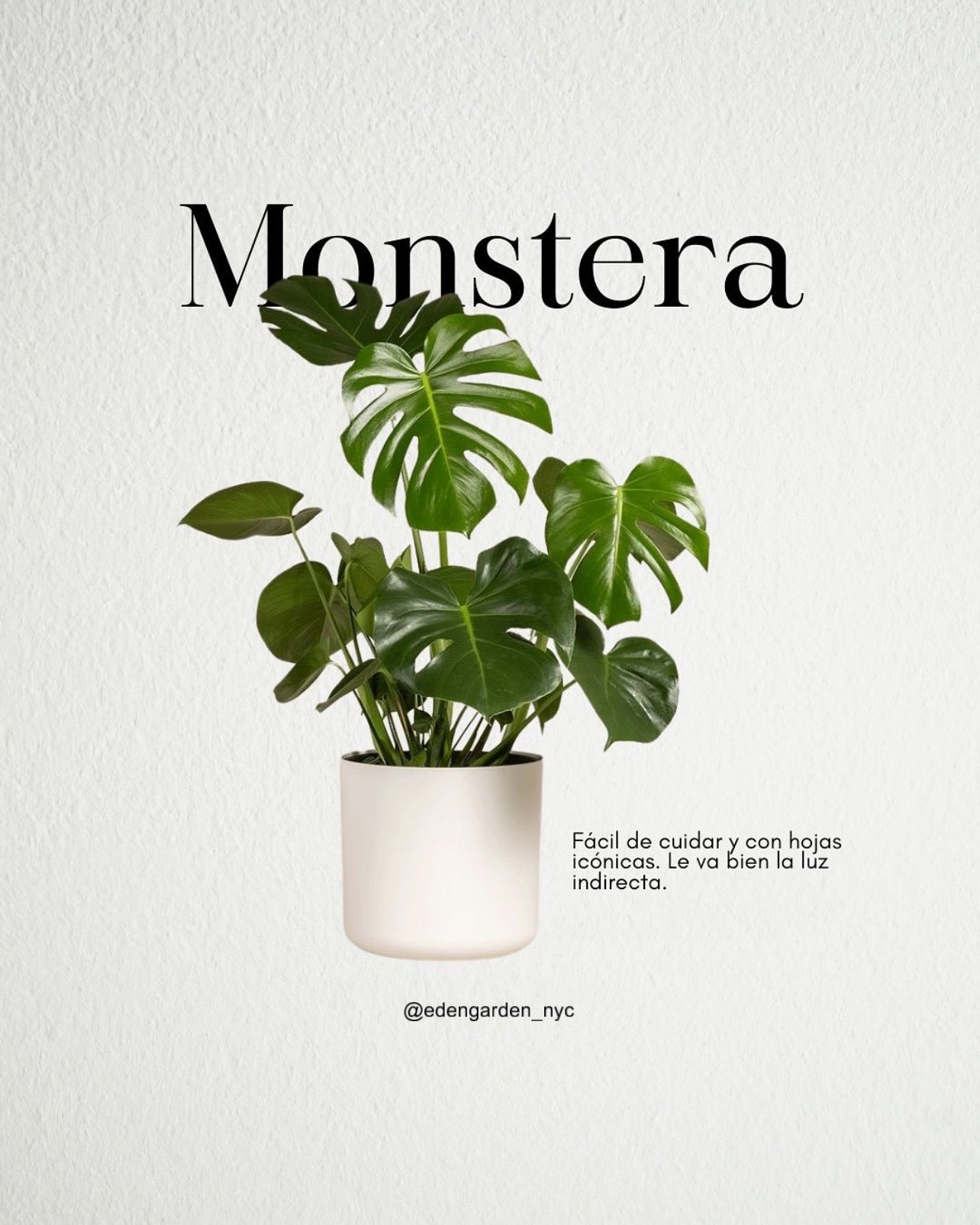 Monstera Deliciosa
