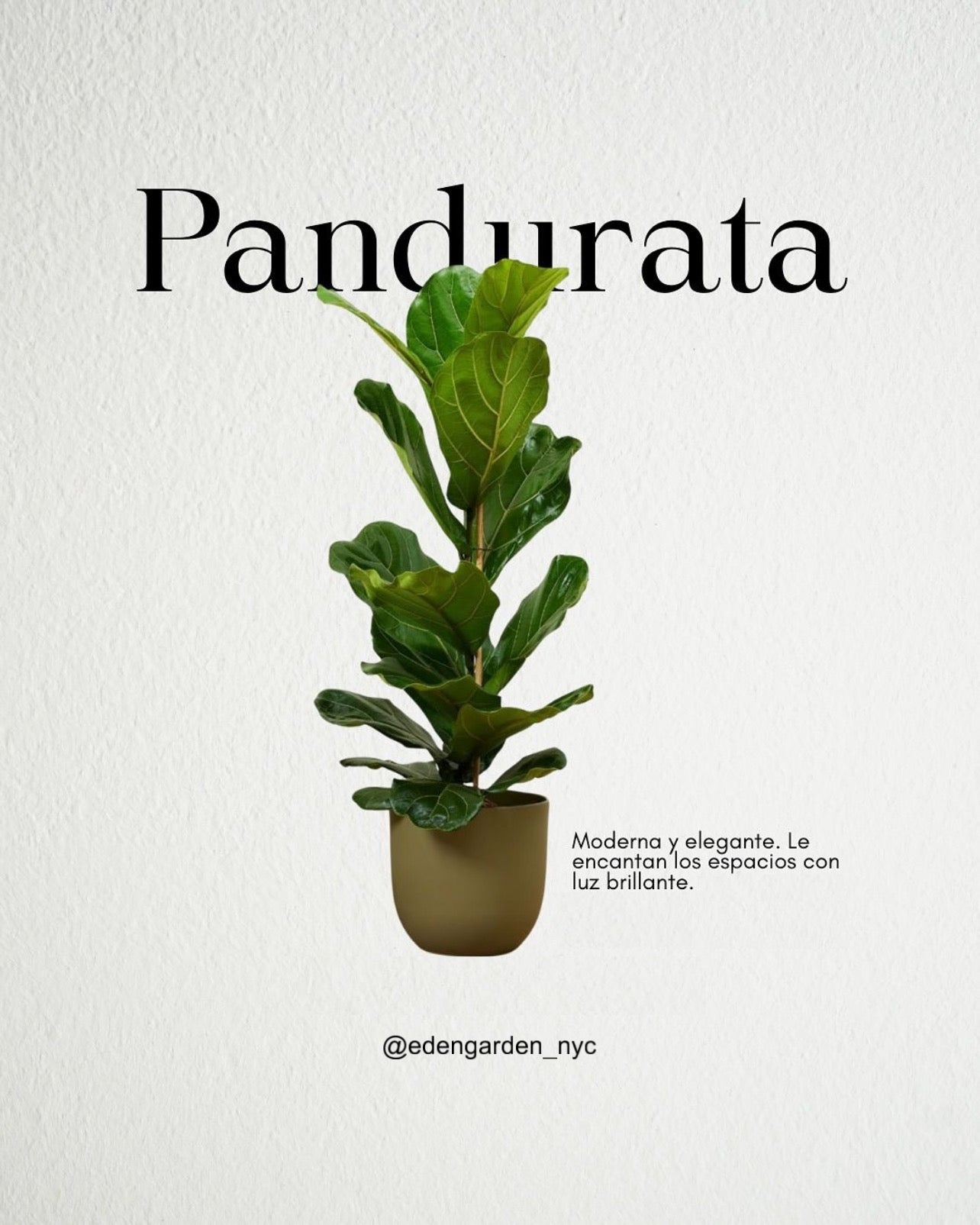 Ficus Pandurata