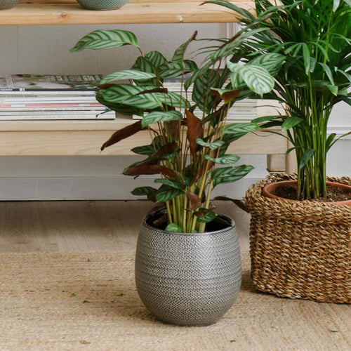 Calathea 🦚